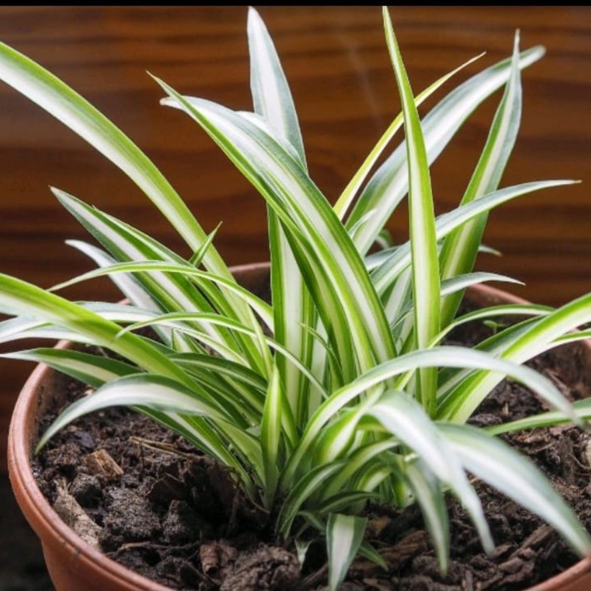 SUI GENERIS - Cinta (Chlorophytum comosum) altura 20 cm. aproximadamente.