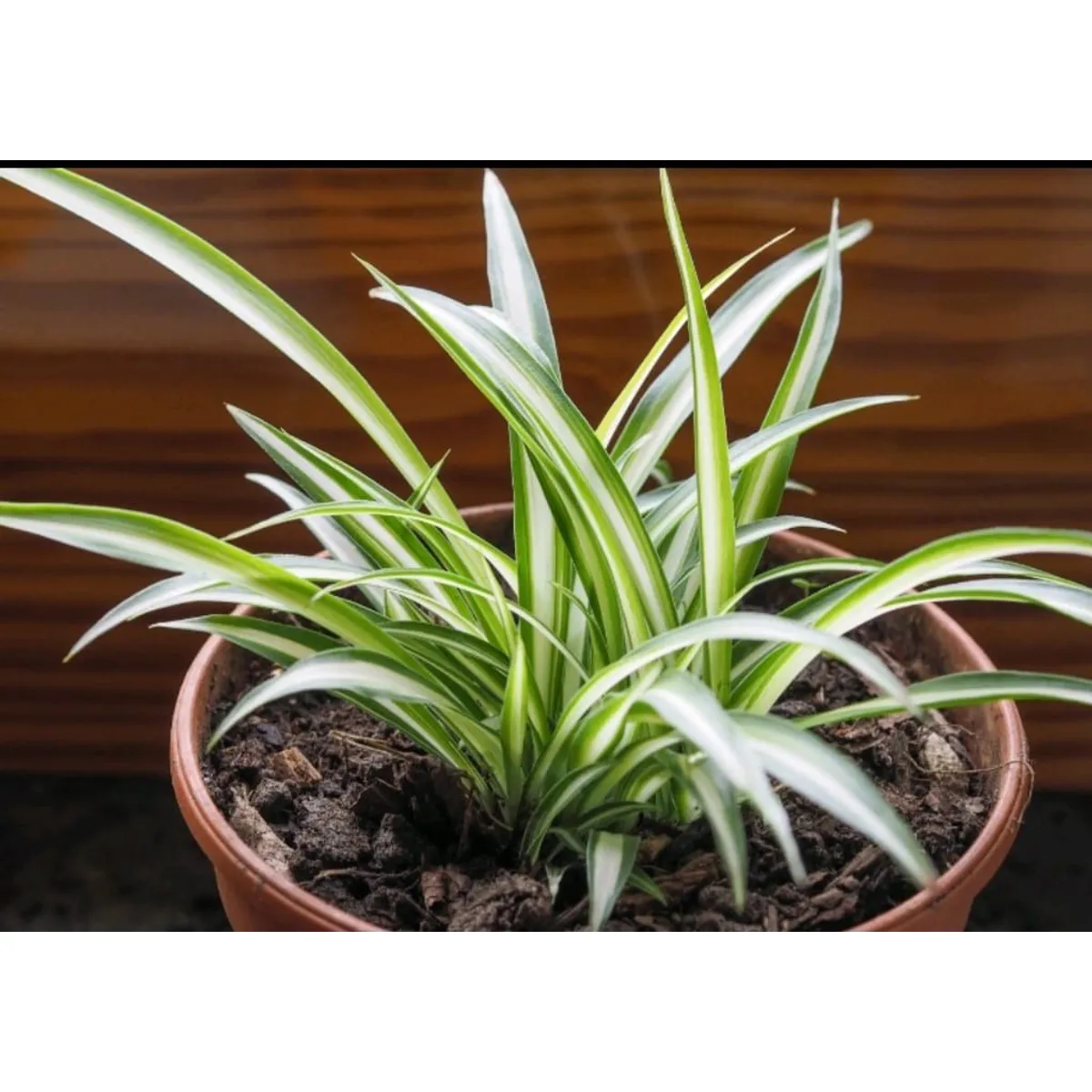 SUI GENERIS - Cinta (Chlorophytum comosum) altura 20 cm. aproximadamente.