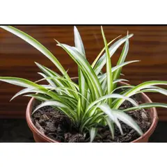 SUI GENERIS - Cinta (Chlorophytum comosum) altura 20 cm. aproximadamente.