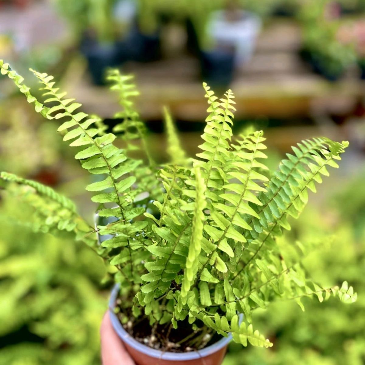 SUI GENERIS - Helecho peineta (Nephrolepis cordifolia) altura 30 cm. aproximadamente.