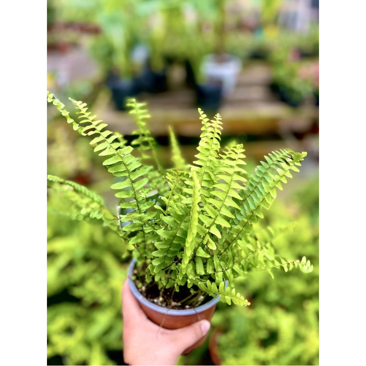 SUI GENERIS - Helecho peineta (Nephrolepis cordifolia) altura 30 cm. aproximadamente.