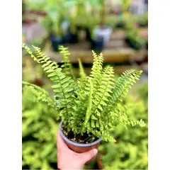 SUI GENERIS - Helecho peineta (Nephrolepis cordifolia) altura 30 cm. aproximadamente.