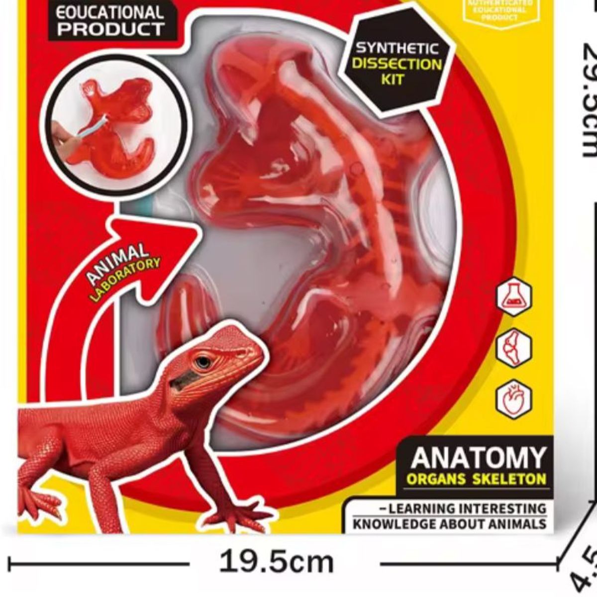 GENERICO - Kit Educativo de Ciencias para Niños Juego de Disección Animal salamandra