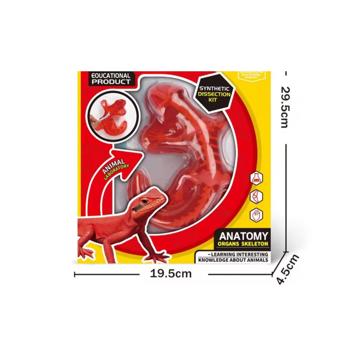 GENERICO - Kit Educativo de Ciencias para Niños Juego de Disección Animal salamandra