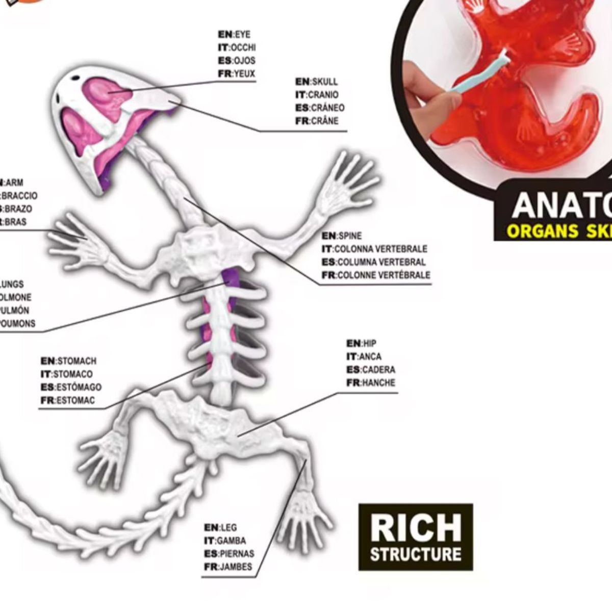 GENERICO - Kit Educativo de Ciencias para Niños Juego de Disección Animal salamandra