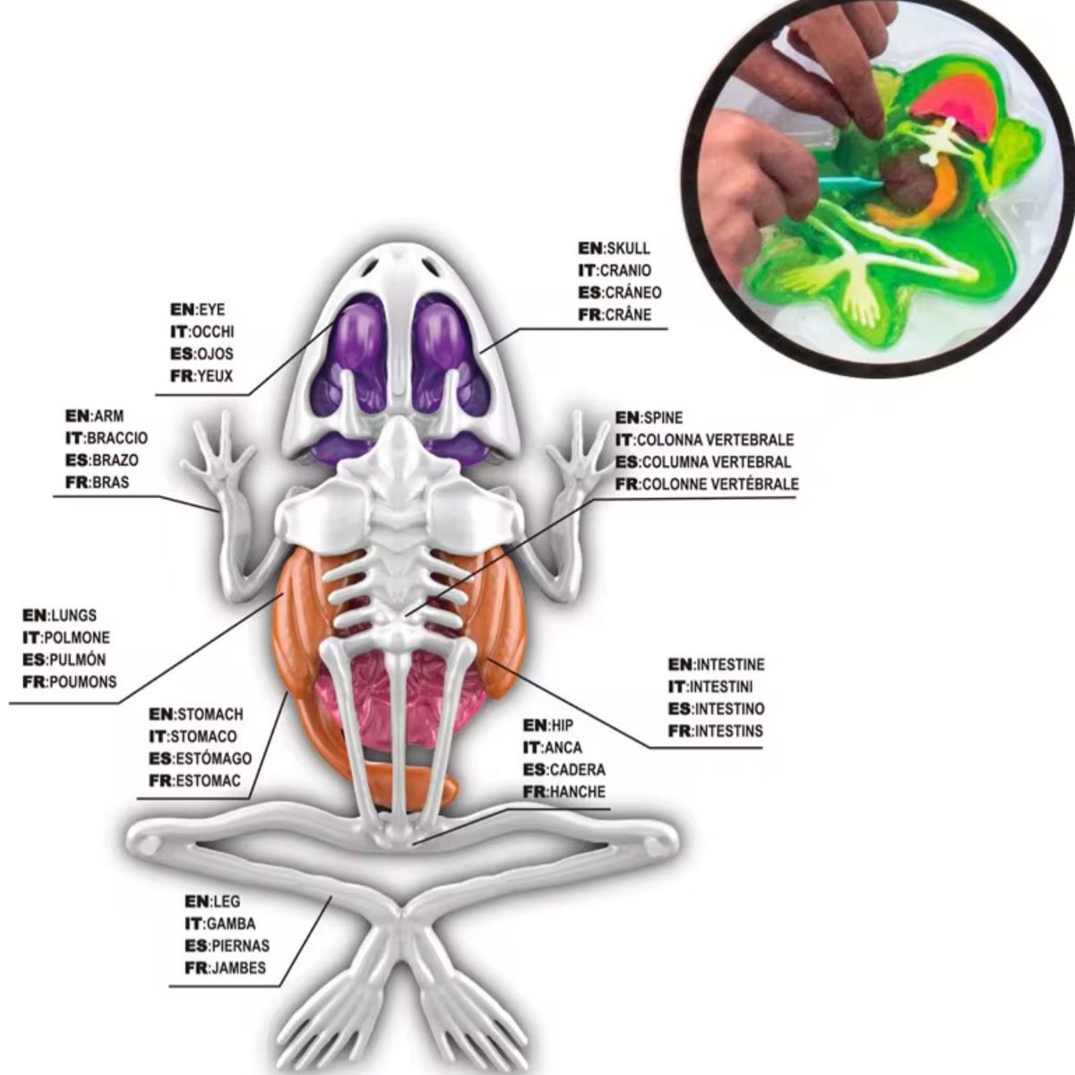 GENERICO - Kit Educativo de Ciencias para Niños Juego de Disección Animal rana