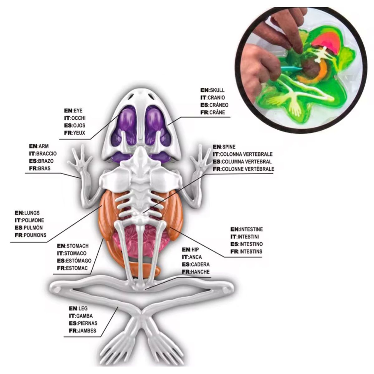 GENERICO - Kit Educativo de Ciencias para Niños Juego de Disección Animal rana