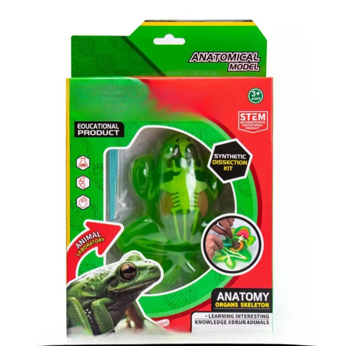 GENERICO - Kit Educativo de Ciencias para Niños Juego de Disección Animal rana