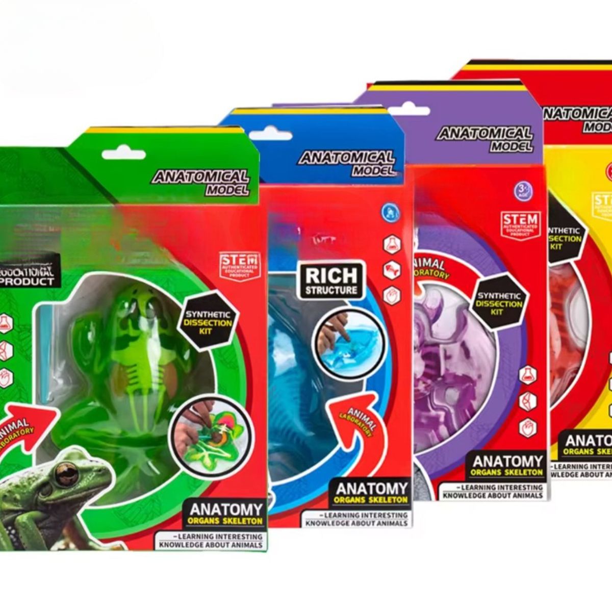 GENERICO - Kit Educativo de Ciencias para Niños Juego de Disección Animal pez