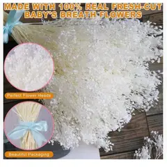 GENERICO - Flores Secas Aliento De Bebe Ilusiones Gypsophila Arreglos