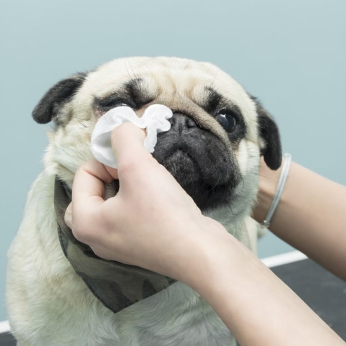 GENERICO - Toallas Humedas Toallitas Perro Gato Mascotas Higiene Perros