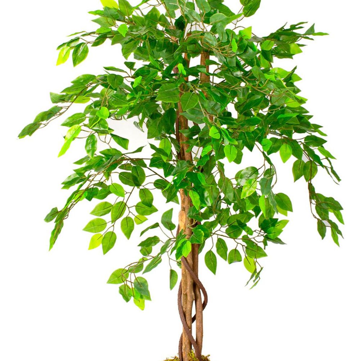 ARBUSTO REAL - Planta Artificial Ficus Premium 120 Cm. / Arbusto Real Verde 120 Cm.