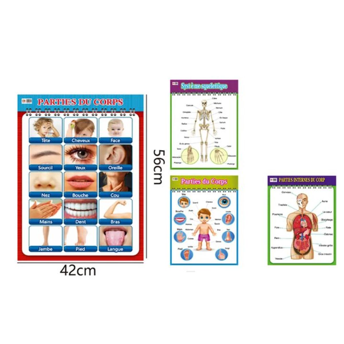 GENERICO - Block de organos guerpo humanos frances 42x56cm
