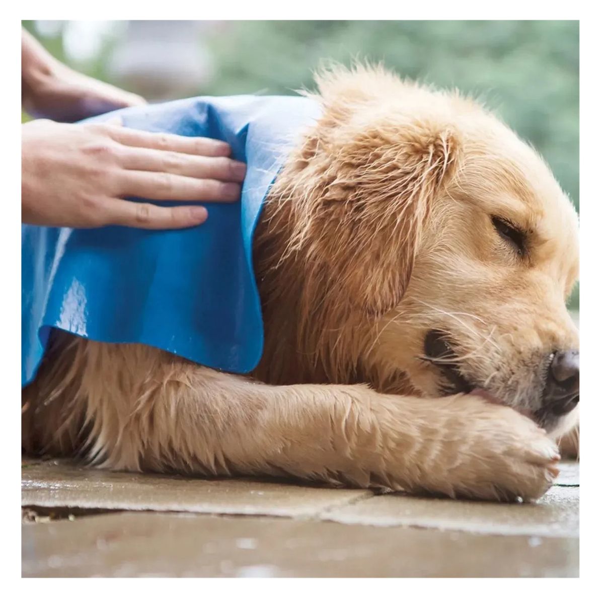 GENERICO - Toalla Mascotas Super Absorbente Secado Rápido Perro Gato