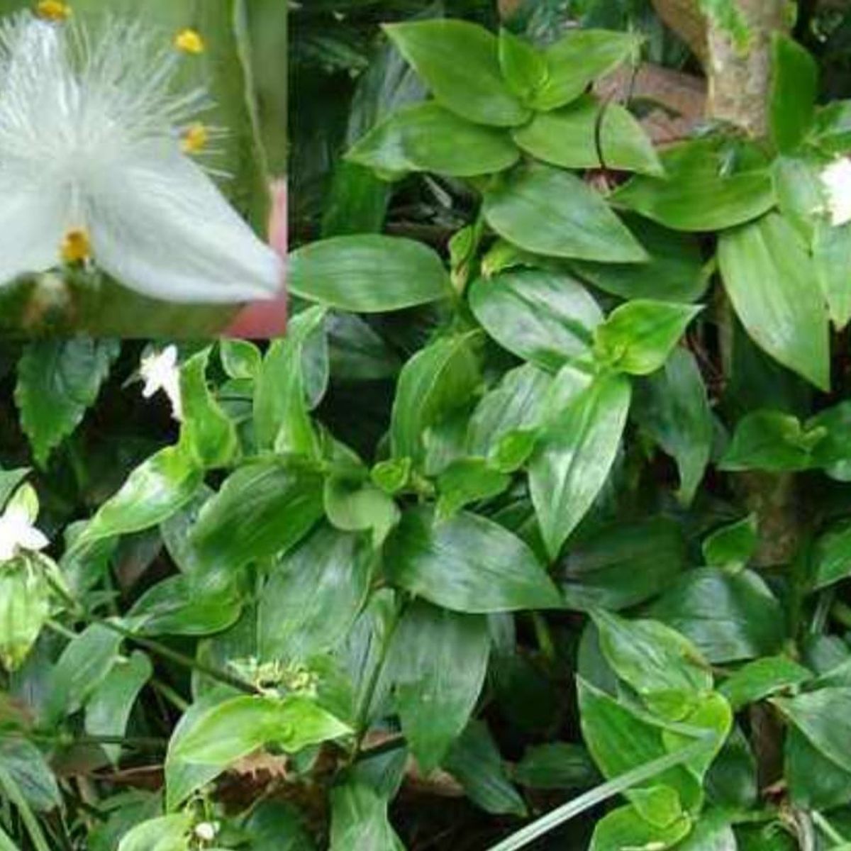 SUI GENERIS - Tradescantia (spathacea) 20 cm aprox.