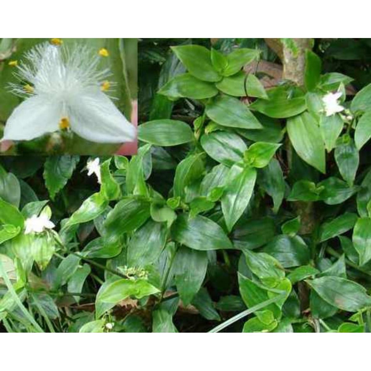 SUI GENERIS - Tradescantia (spathacea) 20 cm aprox.