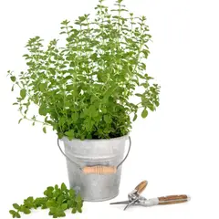 SUI GENERIS - Orégano (Origanum vulgare) 20 cm.