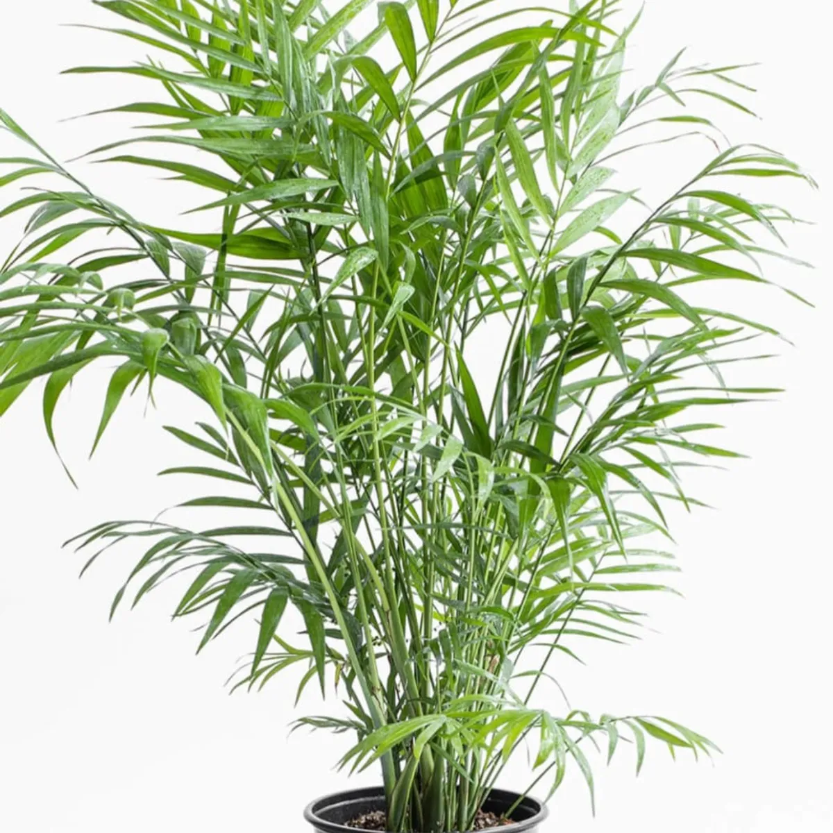 SUI GENERIS - Palmera camaedorea(Chamaedorea elegans) 30 cm.