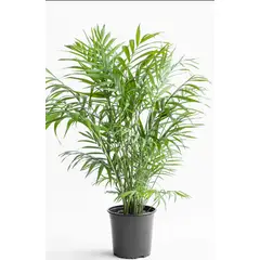 SUI GENERIS - Palmera camaedorea(Chamaedorea elegans) 30 cm.