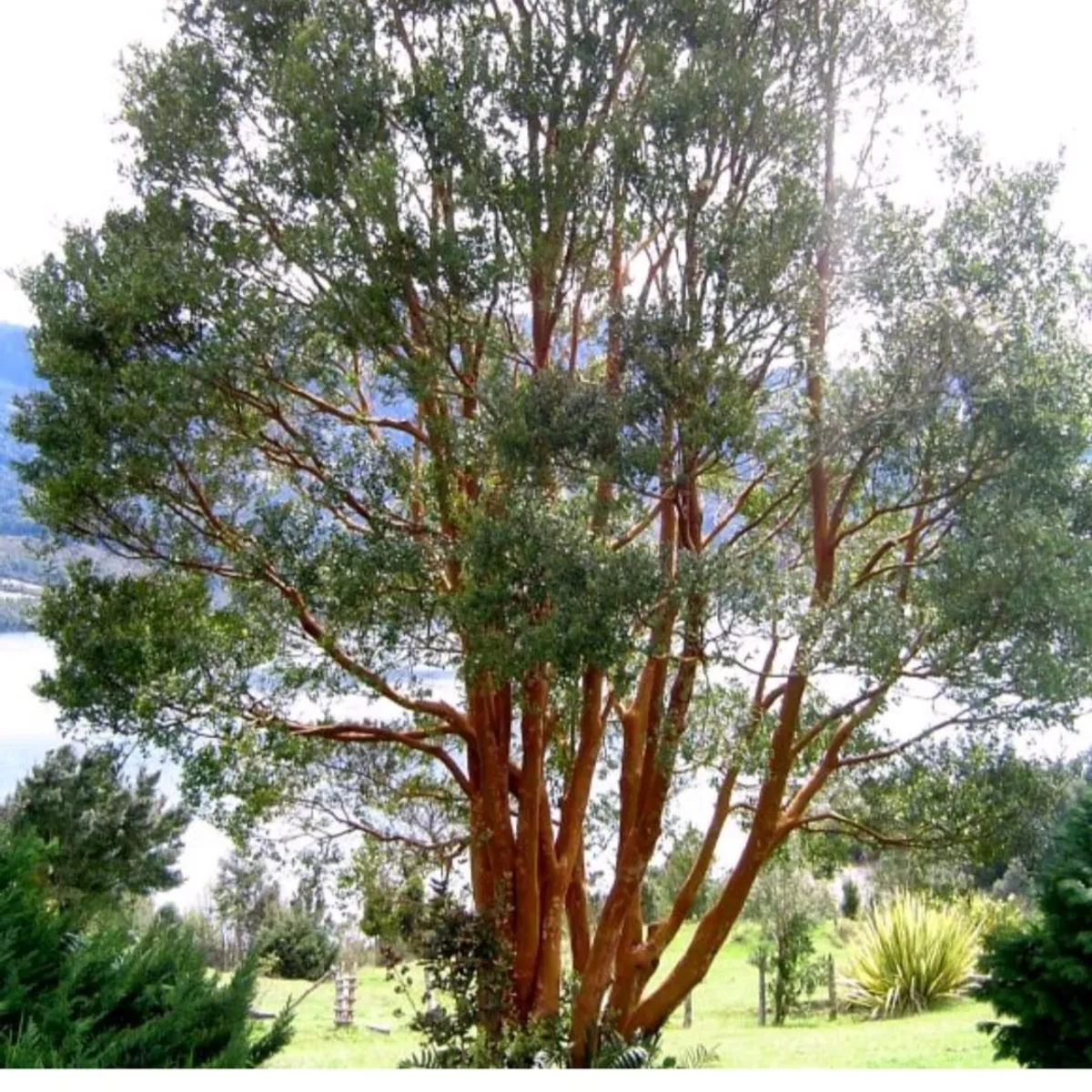 SUI GENERIS - Arrayan chileno (Luma apiculata) altura 30 cm. aproximadamente