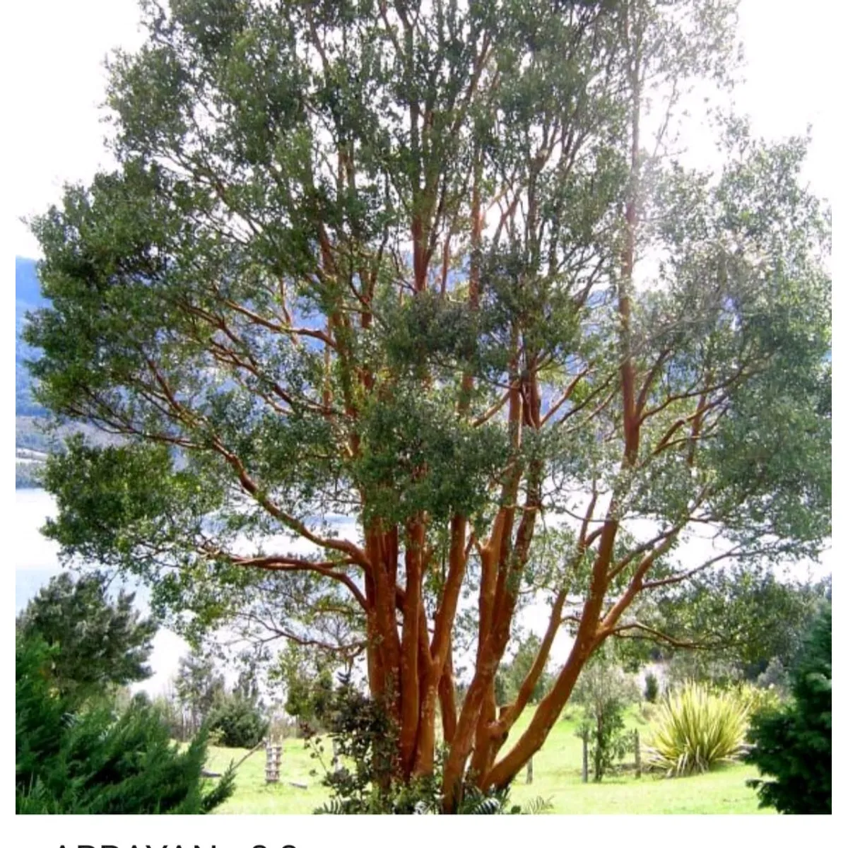 SUI GENERIS - Arrayan chileno (Luma apiculata) altura 30 cm. aproximadamente