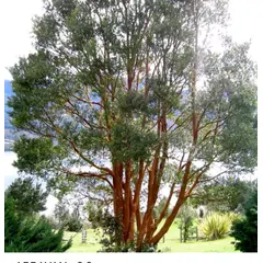 SUI GENERIS - Arrayan chileno (Luma apiculata) altura 30 cm. aproximadamente