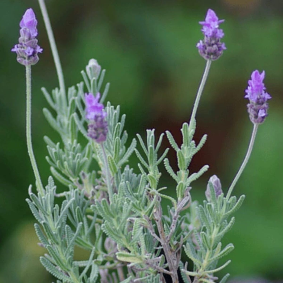 SUI GENERIS - Lavanda francesa (Lavandula dentata) 40 cm. aproximadamente