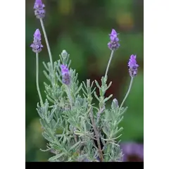 SUI GENERIS - Lavanda francesa (Lavandula dentata) 40 cm. aproximadamente