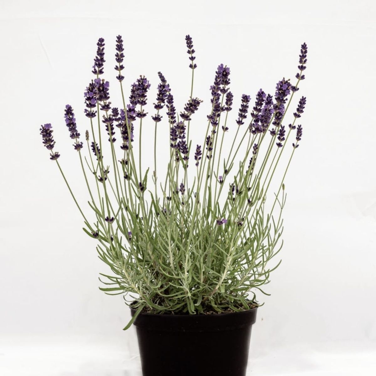 SUI GENERIS - Lavanda inglesa ( Lavandula angustifolia) 40 cm.