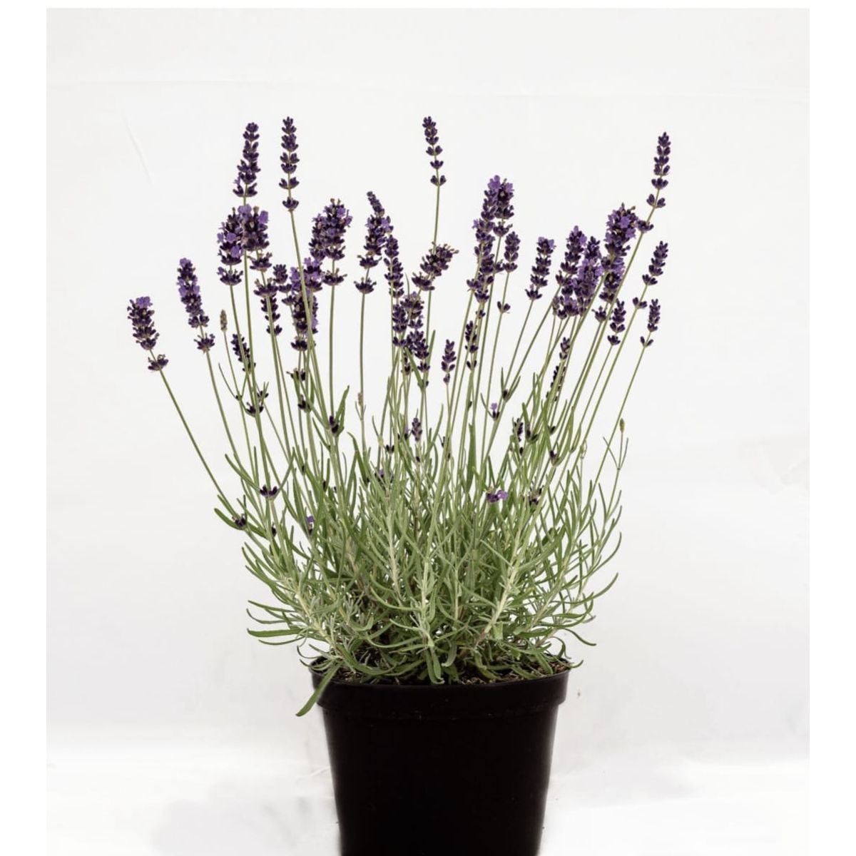 SUI GENERIS - Lavanda inglesa ( Lavandula angustifolia) 40 cm.