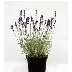 SUI GENERIS - Lavanda inglesa ( Lavandula angustifolia) 40 cm.