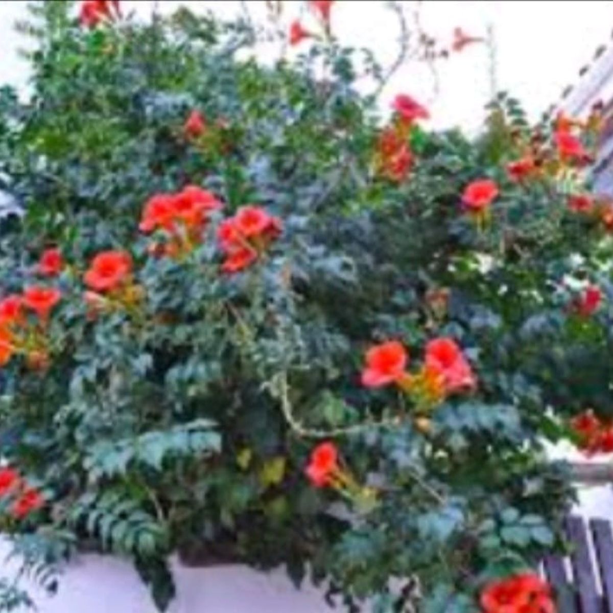 SUI GENERIS - Semilla bignonia roja (Campsis radicans) 50 semillas.