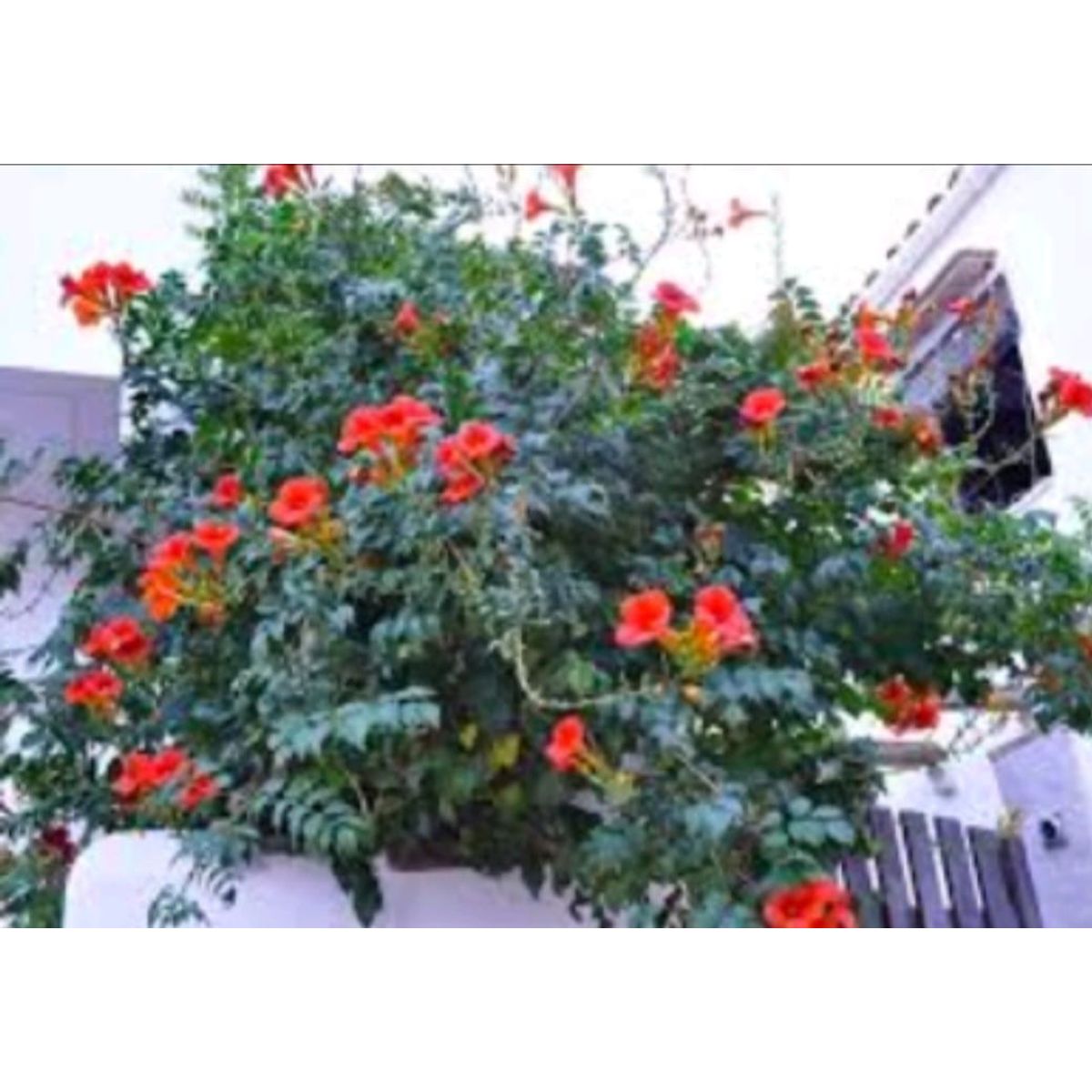 SUI GENERIS - Semilla bignonia roja (Campsis radicans) 50 semillas.