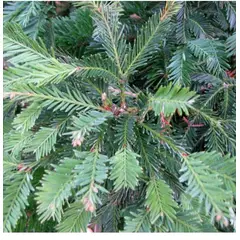 SUI GENERIS - Sequoia (Sequoiadendron giganteum) 30 cm. aprox.