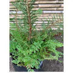 SUI GENERIS - Helecho píjaro, ( Polystichum setiferum), 25 cm.