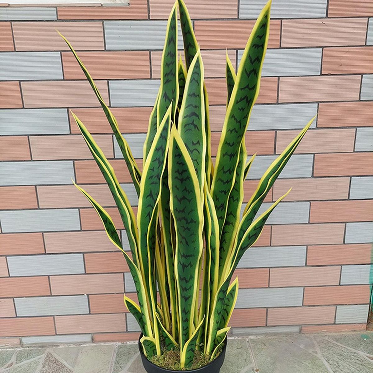 ARBUSTO REAL - Planta Artificial Lengua De Suegra Sansevieria 60 Cm18 Hjs Verde Claro