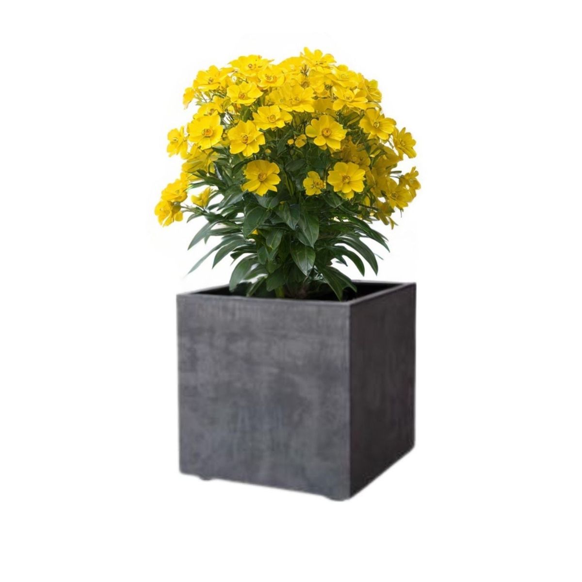 DEROMA - Maceta Cubo Deroma 40x40 cm Grafito