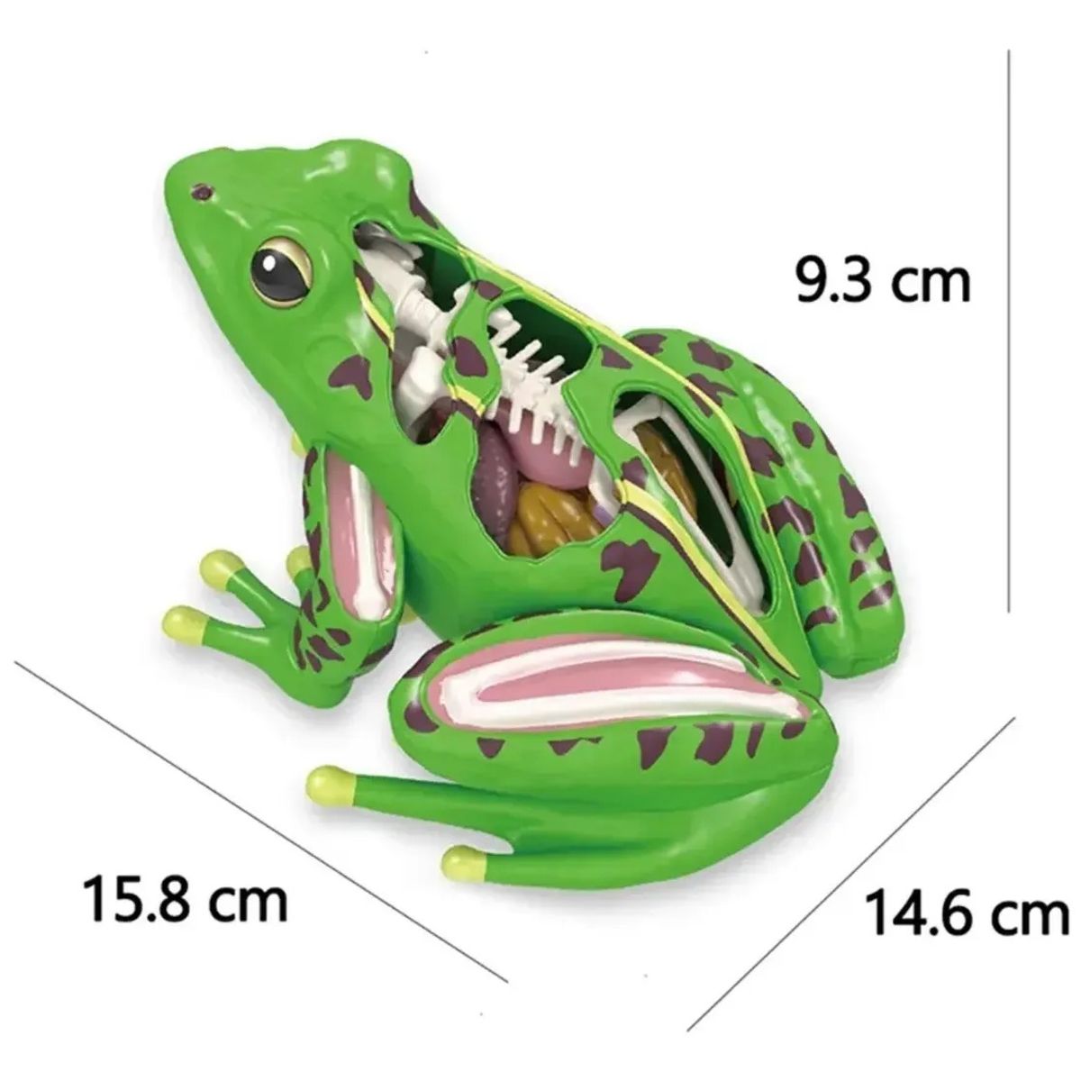 GENERICO - Modelo De Anatomía De Rana Ciencia En 4d Desmontable