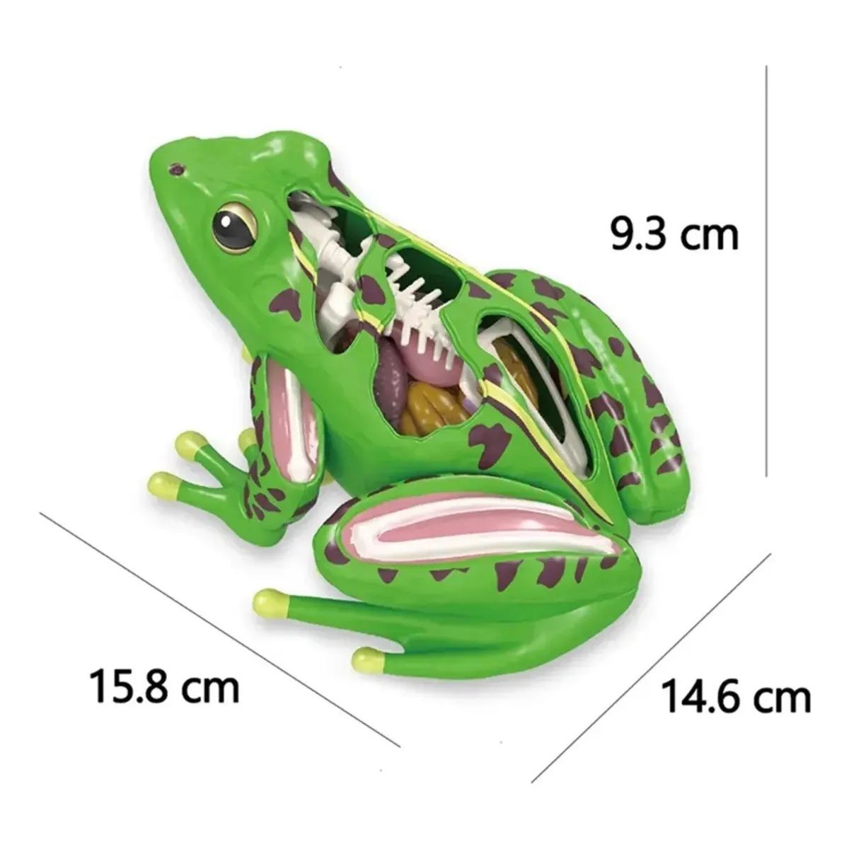 GENERICO - Modelo De Anatomía De Rana Ciencia En 4d Desmontable
