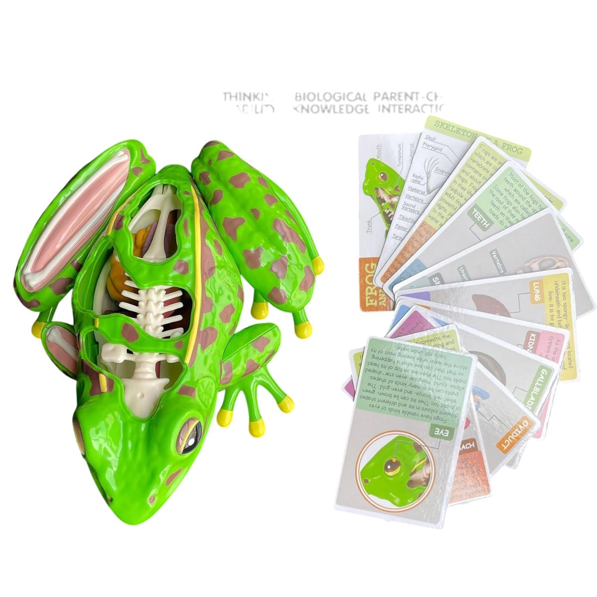 GENERICO - Modelo De Anatomía De Rana Ciencia En 4d Desmontable