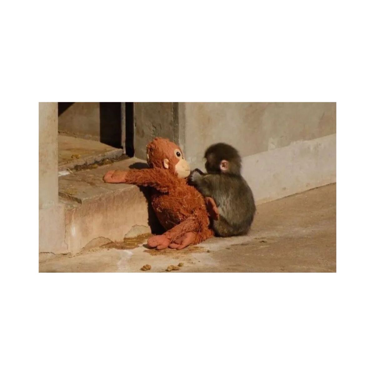 GENERICO - Peluche Viral Tiktok 2026 23 Cm Suave Tierno Monito Pouch Marrón