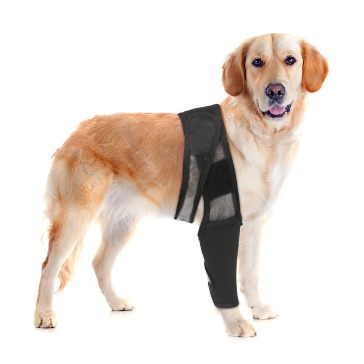 KINDA NICE - Rodillera Ortopédica Perro Soporte Pierna Recuperación L