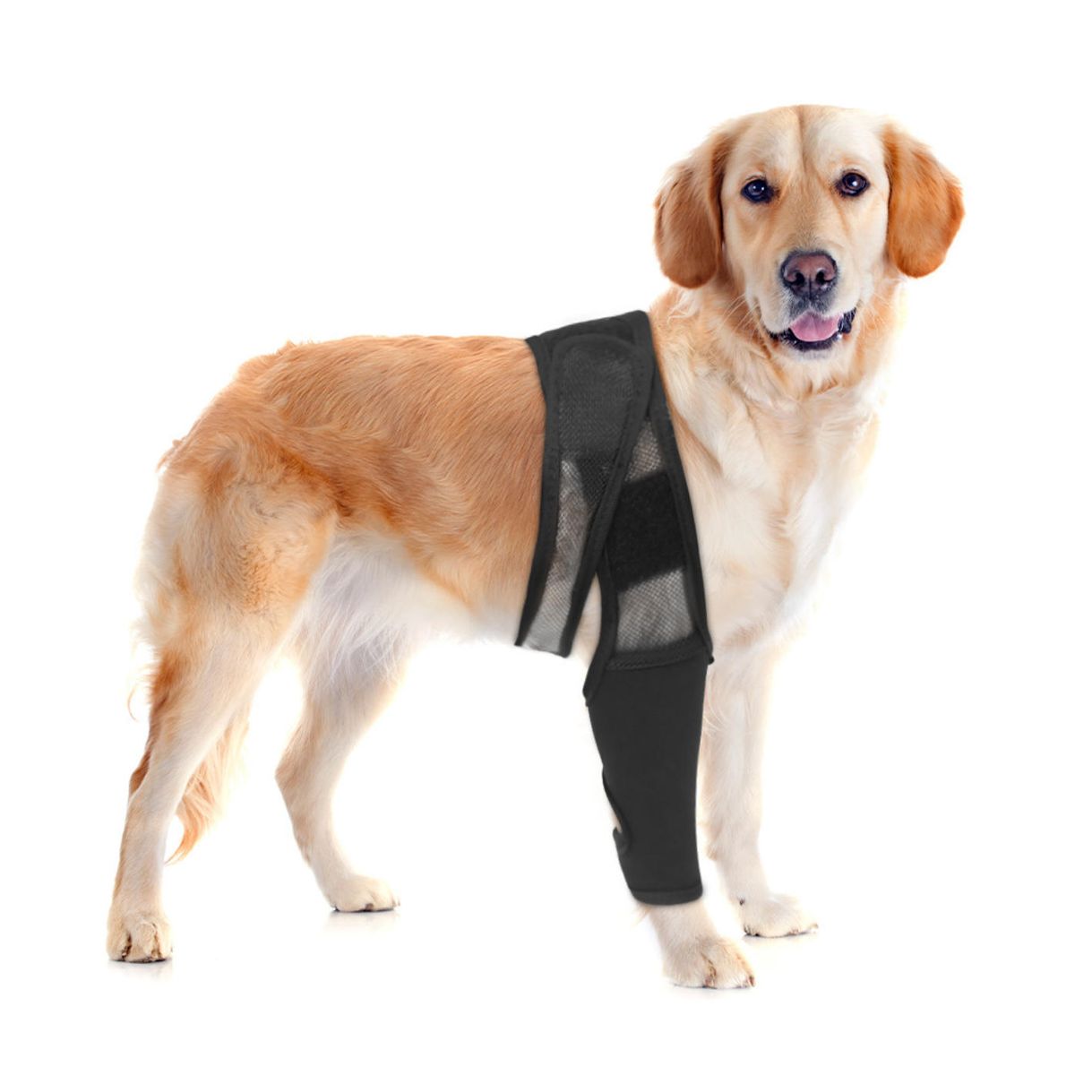 KINDA NICE - Rodillera Ortopédica Perro Soporte Pierna Recuperación L