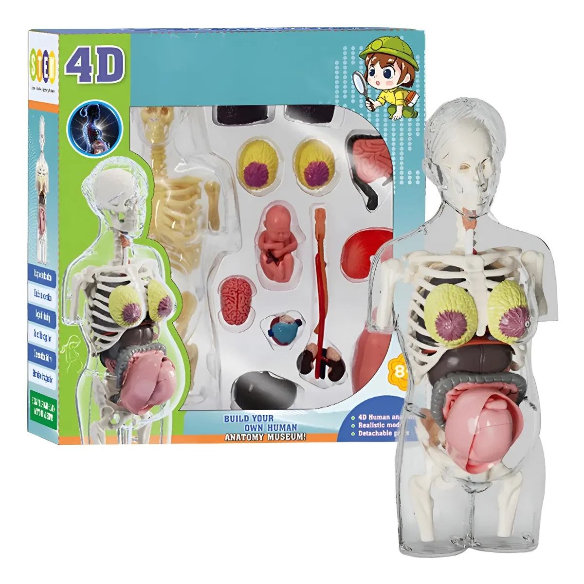 GENERICO - Modelo Anatomía Humana 4D Cuerpo Humano Desarmable Didáctico Embarazo