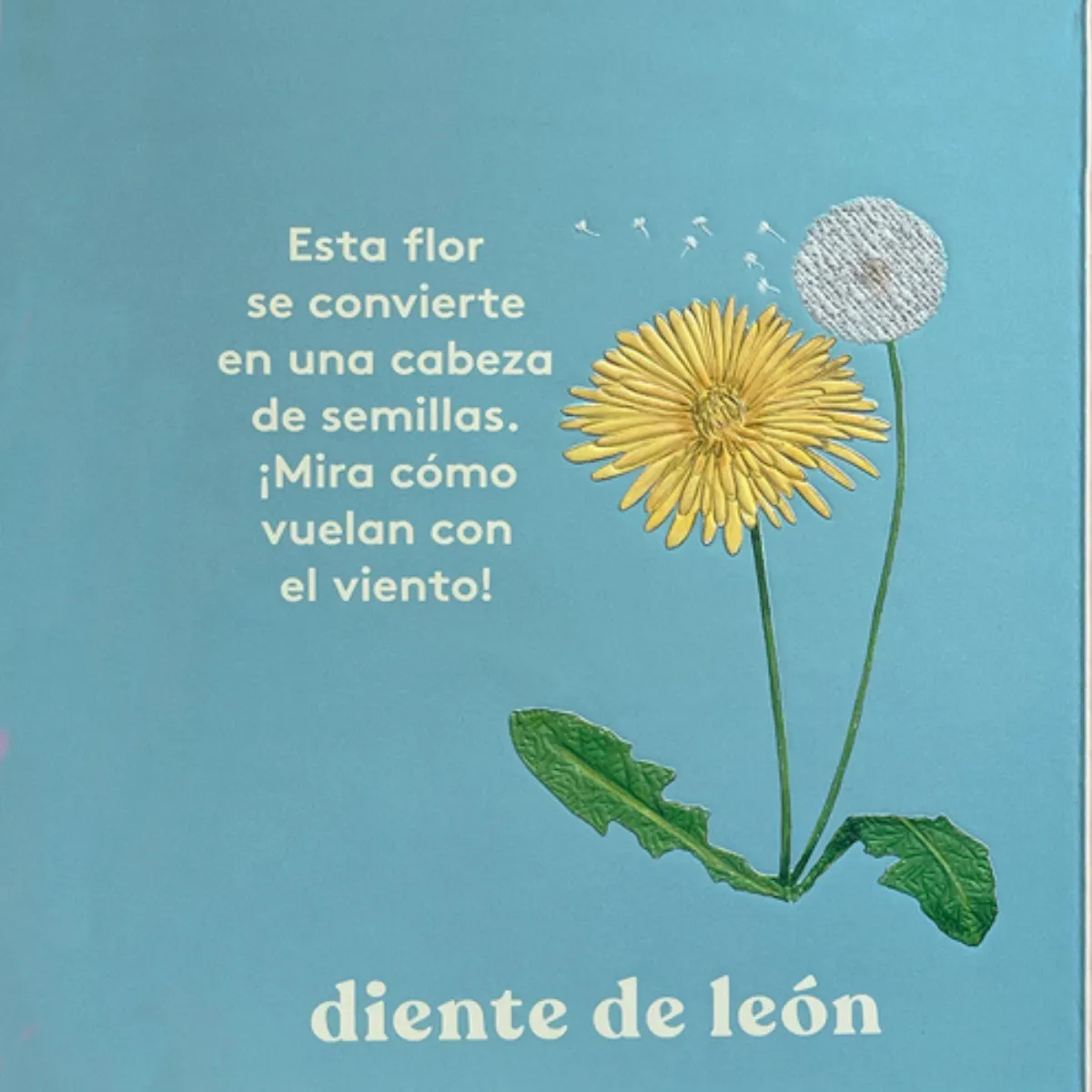 EDITORIAL CONTRAPUNTO - Mira! Una flor de Editorial Contrapunto