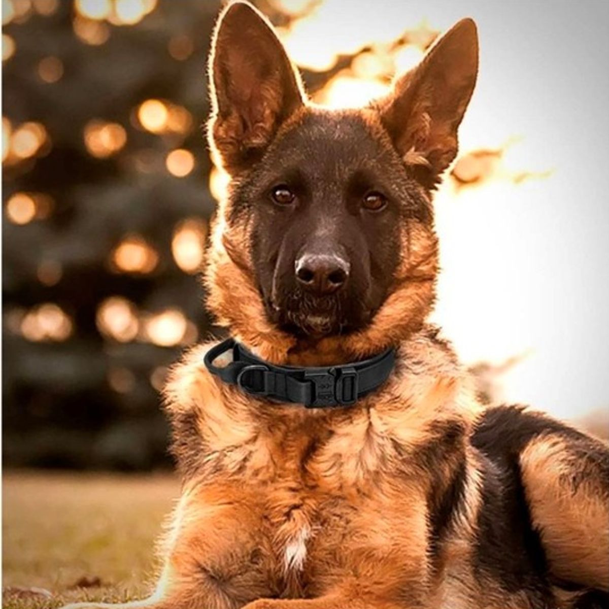 MASCO TODO - Collar Táctico para Mascotas Perros Talla XL Color Negro