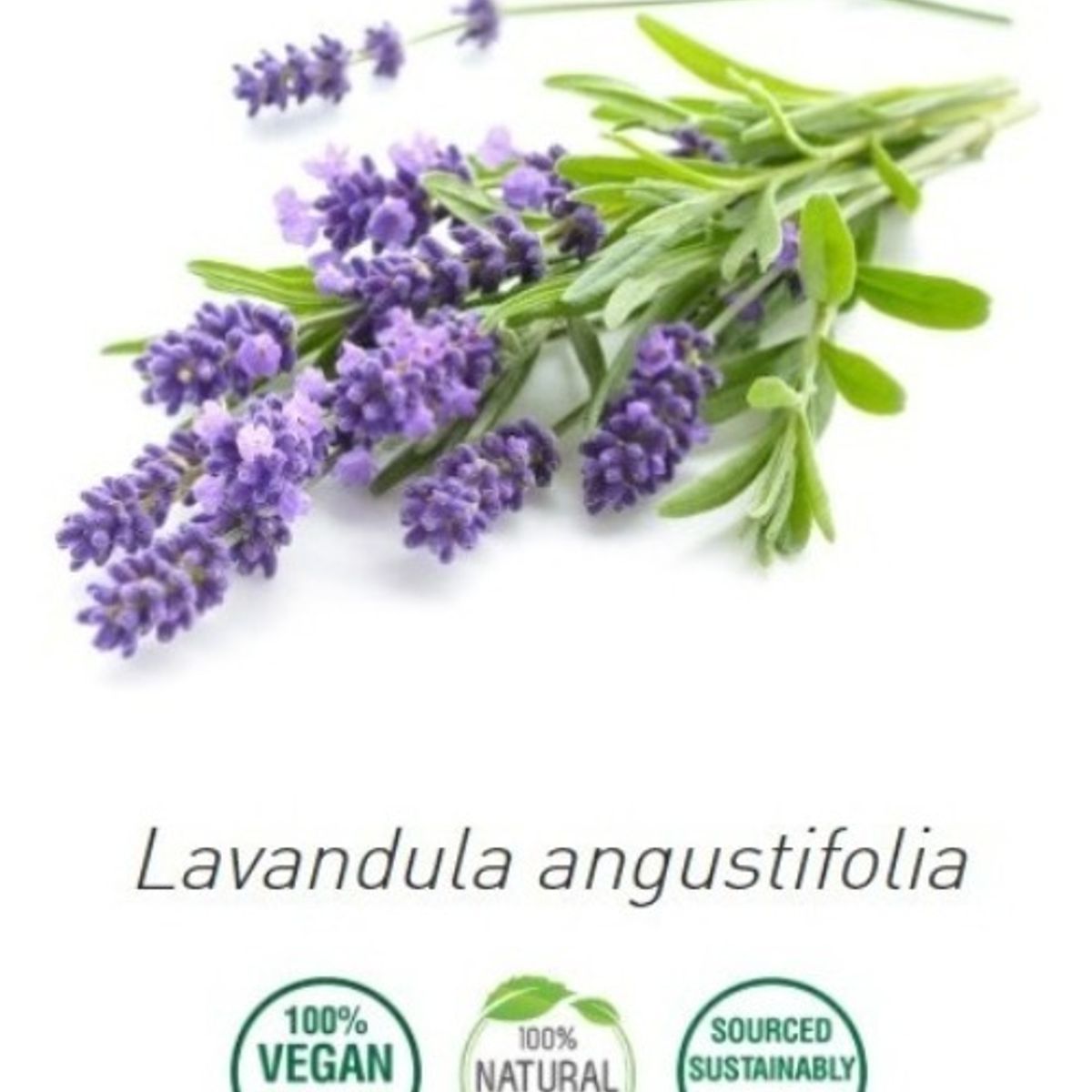 GENERICO - Aceite Esencial Lavanda Angustifolia 100% Puro 10 Ml Francia