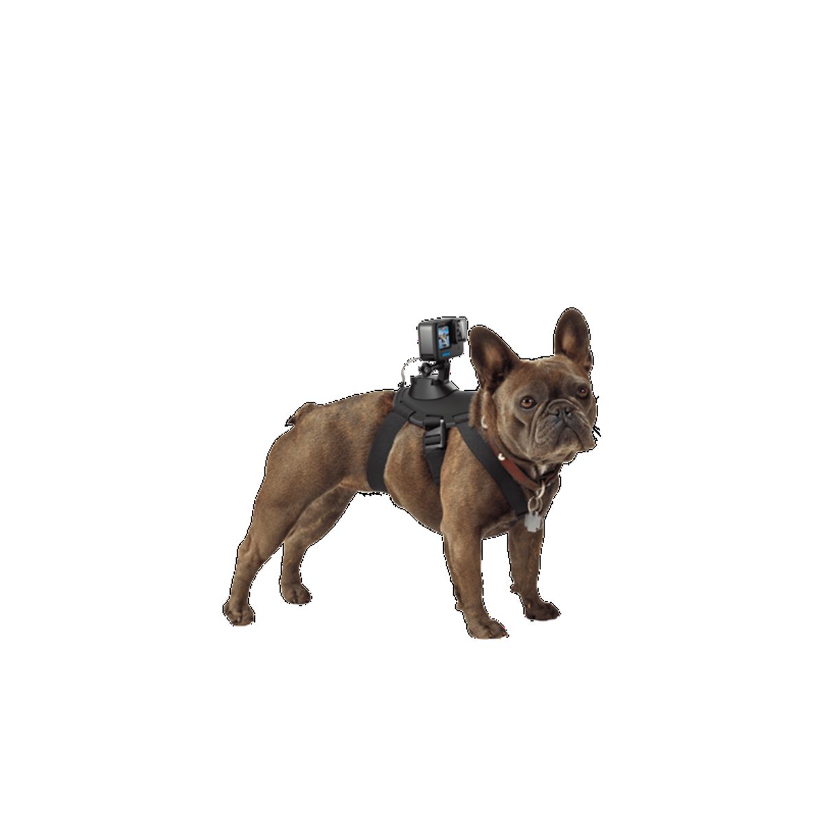 GOPRO - Chesty Arnés Soporte Gopro Adogm-001 Para Perros