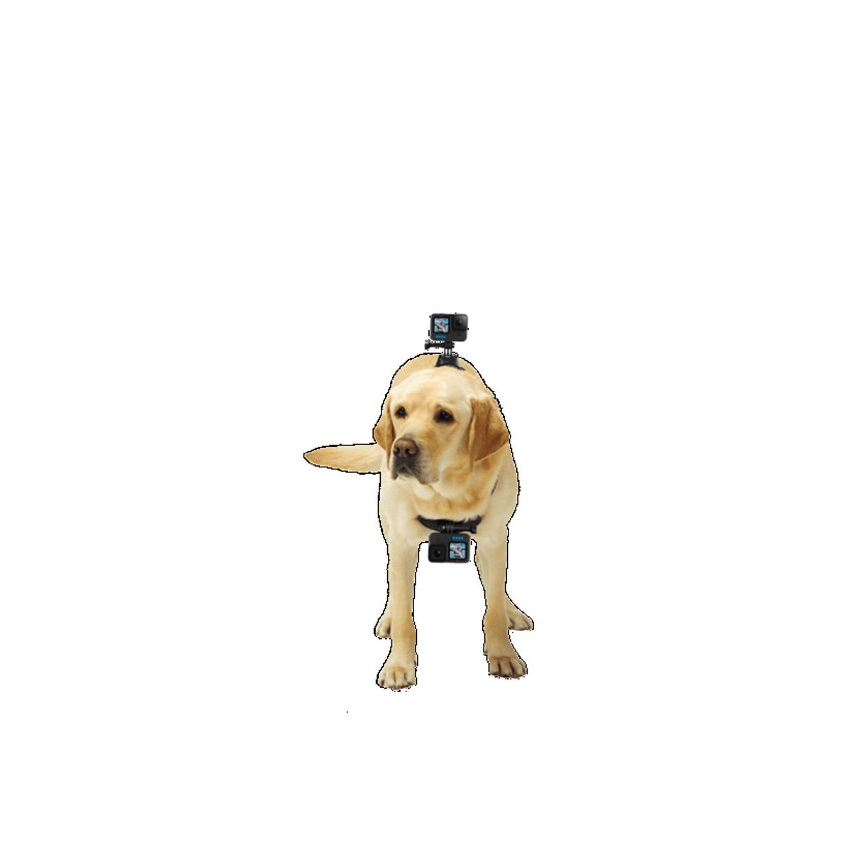 GOPRO - Chesty Arnés Soporte Gopro Adogm-001 Para Perros