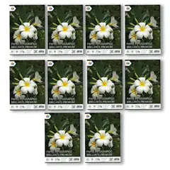 MALIK - Pack x10 Papel Foto A3 210g - 500 Hojas Calidad Profesional